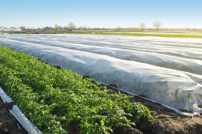crops covered in white non-woven fabric in a farm